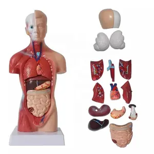 Unisex Menschlichen Torso Körper Anatomie Anatomischen Interne Organe Modell Für Den Unterricht