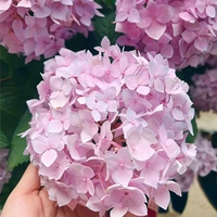 Hortensias roses fraîchement coupées de qualité A, fleurs décoratives en gros, origine Yunnan, pour mariage, anniversaire, hôtel et décoration intérieure