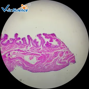 Vic bilim 100 çeşit tıp bilimi mikroskop İnsan doku hazırlanan slaytlar İnsan histolojisi slayt
