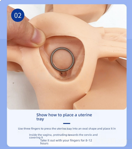 PVC kontrasepsiyon rehberlik modeli kadın üreme anatomisi jinekolojik muayene eğitim modeli doğum sonrası kurtarma - Product Image 6