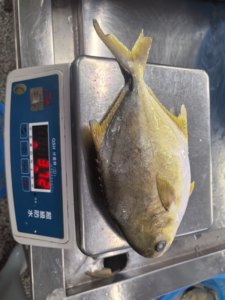 <span class=keywords><strong>Poisson</strong></span> Pompano Doré Congelé, Pomfret Doré Congelé IQF 300-400g 400-500g, Fruits de Mer d'Élevage en Gros pour l'Europe - Product Image 4