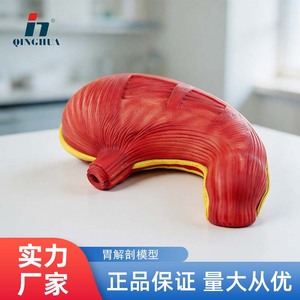 Modelo de Anatomía del Estómago Qinghua, Instrumento de Enseñanza de Anatomía del Estómago Normal, Demostración Médica de Órganos Humanos, para Estudiantes - Product Image 5