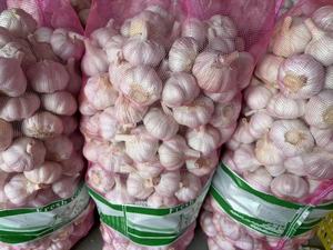 Fornitore cinese all'ingrosso dell'esportazione del distributore dell'aglio bianco fresco della cina da vendere alibaba - Product Image 6