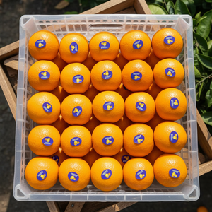 Naranja Navel Dulce, Cítrico Fresco Natural, Premium, Saludable, Jugoso, Cosecha <span class=keywords><strong>de</strong></span> Granja, Exportación, Suministro al por Mayor - Product Image 2