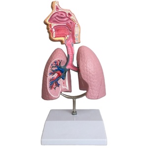 Mô hình hệ thống hô hấp phổi của Mô hình giải phẫu người - Product Image 1