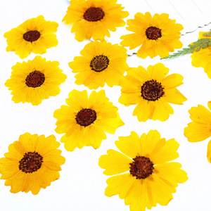 <span class=keywords><strong>Flores</strong></span> Secas Prensadas Reales de Coreopsis Amarilla Mini para Maquillaje Facial, Decoración de Festivales, Resina y Manualidades para Fundas de Teléfono - Product Image 2