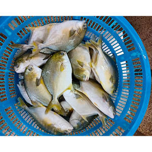 Pescado de Buena Calidad 300-400g, <span class=keywords><strong>Trachinotus</strong></span> <span class=keywords><strong>Ovatus</strong></span> Popular, Pescado Congelado, Pargo Dorado - Product Image 3