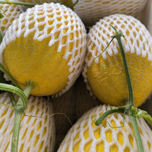 Melón Fresco de Primera Calidad |   Fruta de Alta Brix, Dulce, de Pulpa Verde/Crema |   Melón de Invierno de Piel Lisa de Vietnam, Duración de 30-60 Días - Product Image 1