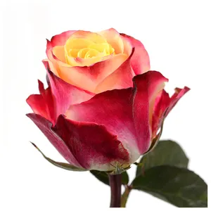 Chapéu de flores com corte fresco premium Queniano, rosas vermelhas com toque amarelo, haste grande de 70 cm, atacado de rosas frescas no varejo