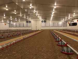 Structure en acier Poulet Ferme Maison de poulets de chair Hangar de ferme Bâtiment de volaille Entrepôt préfabriqué Buildngs - Product Image 5