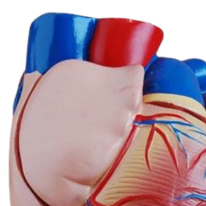 ADA Medical Science Nouveau Style Modèle Coeur et Cerveau grandeur nature avec Artères PVC Matériel Outil d'enseignement médical pour une utilisation scolaire - Product Image 6