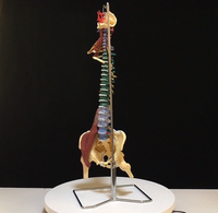 Modelo de Anatomía de Columna Vertebral Humana a Color con Pelvis, Músculos, Nervios y Cabezas de Fémur, Modelo Educativo de Columna Vertebral Flexible