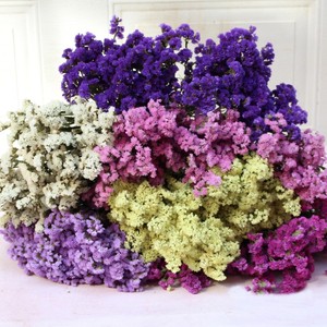 ดอกไม้แห้งไมโอโซติส ซิลวาติกา สีขาว ชมพู ม่วง ขายส่ง สำหรับงานแต่งงาน ตกแต่งบ้าน-ดอกไม้แห้งธรรมชาติ - Product Image 4
