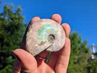 Vente en gros d'ammonites fossiles naturelles aux couleurs arc-en-ciel, spécimens de coquillages pr'historiques pour la décoration de la maison et la guérison Reiki