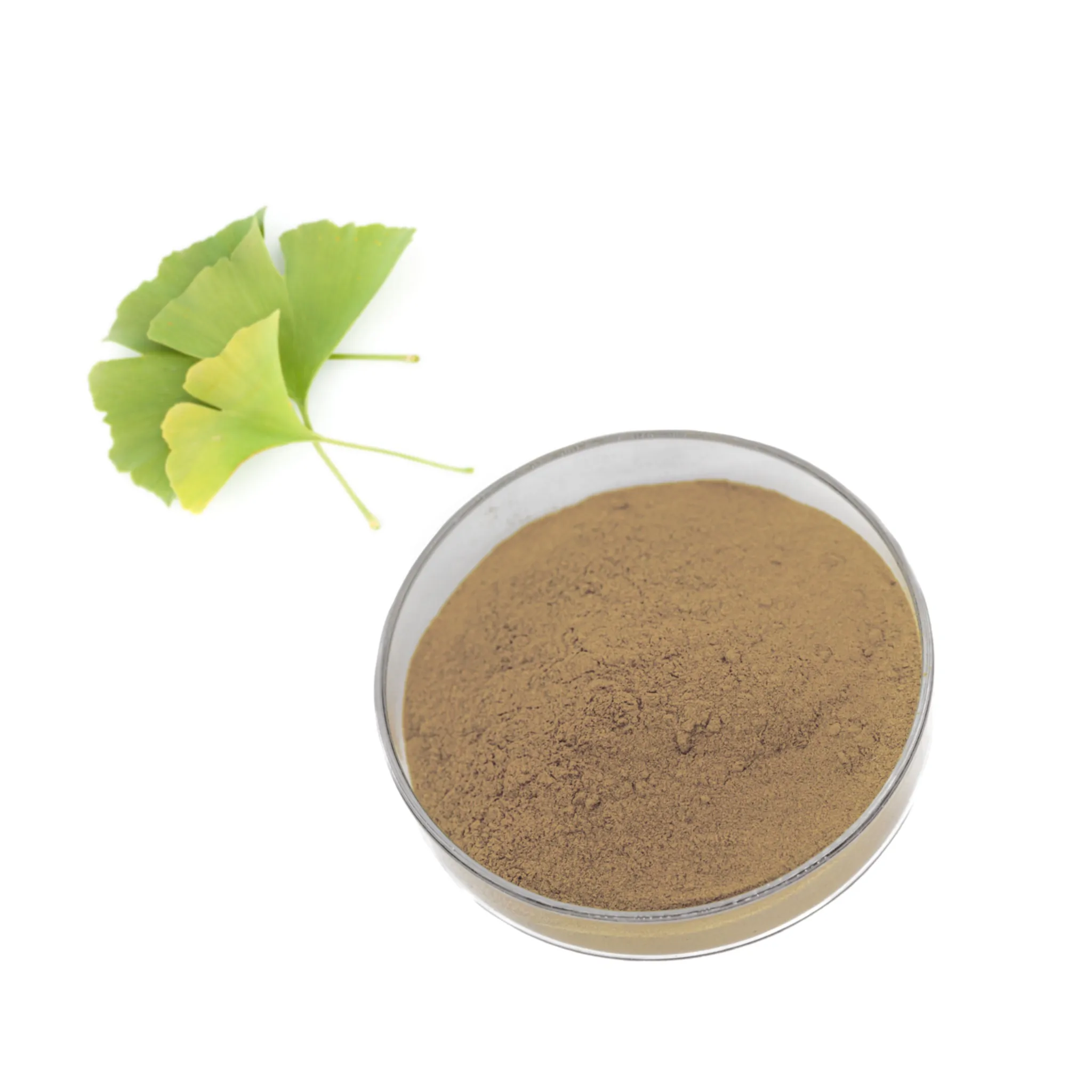 Extrait de Ginkgo Biloba Flavone 24% naturel à base de plantes