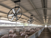 Ventilateur de circulation à panneaux haute performance pour hangar, avec moteur BLDC à entraînement direct, pour le refroidissement des porcheries