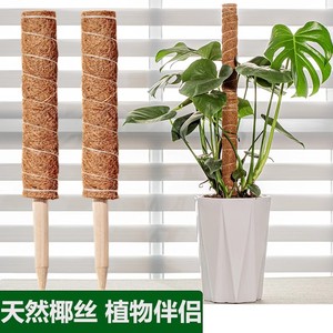 Varilla de soporte para plantas de fibra de coco Autonomy para plantas trepadoras de interior de 12 pulgadas - Product Image 2