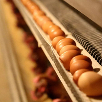 Les cages commerciales de pondeuse d'oeufs de poulet de TBB conçoivent l'équipement d'élevage de volaille de 3 ou 4 couches