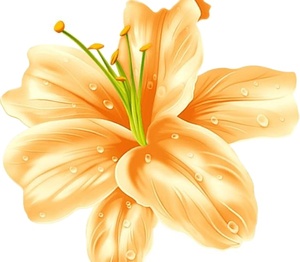 Fiori di Giglio Essiccati Naturali per Tè Fiorito, Vendita Calda - Product Image 4