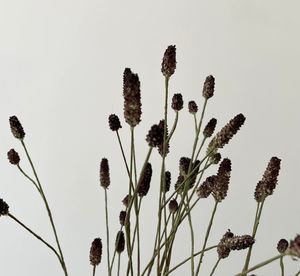 Fleur artificielle de <span class=keywords><strong>Sanguisorba</strong></span> Officinalis noire de haute qualité, 78 cm, pour mariage, Saint-Valentin, fête des mères, décoration de la maison - Product Image 4