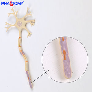 Modelo Anatómico Médico <span class=keywords><strong>de</strong></span> Diabetes <span class=keywords><strong>de</strong></span> 8 Partes, Desmontable, <span class=keywords><strong>de</strong></span> PVC, con Globo Ocular, Corazón, Riñón, Vasos Sanguíneos y Pie, con Patología - Product Image 6