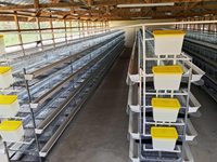 Cages à batterie de type H pour poules pondeuses, capacité 100 poulets, prix en Chine et au Ghana