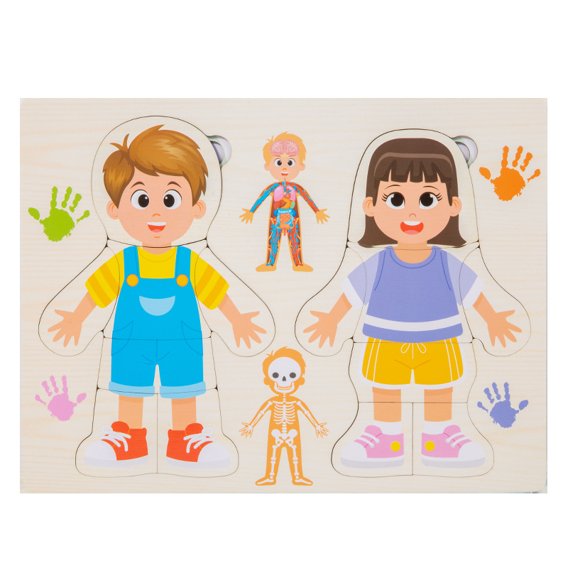 Human digestive system puzzle qiaoling