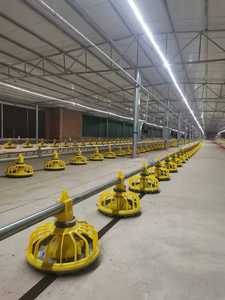 Equipo de Cría en Suelo para Granjas Avícolas PH - Construcción en Acero Inoxidable y PP - Product Image 4