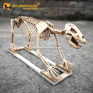 My Dino DS037 Science Education Life Size Fiberglass Animal <strong>Cave</strong> Bear Skeleton Model for Sale - Product Image 2