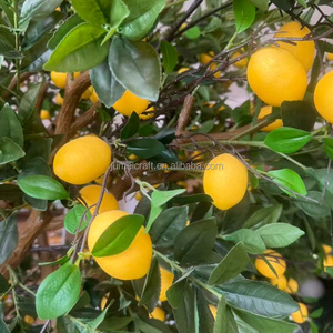 Cây chanh nhân tạo bằng sợi thủy tinh, khung kim loại bền chắc, cao 4m, dùng trong nhà/ngoài trời, kích thước tùy chỉnh, đảm bảo chất lượng cao, miễn phí cho lễ Tạ ơn - Product Image 2