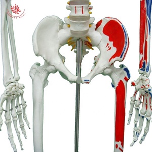 Mô hình bộ xương người thật frt002a W/nửa cơ thể màu cơ bắp bắt đầu và điểm kết thúc 176cm mô hình khoa học y tế - Product Image 6