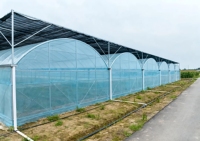 Serre multi-spans à bas prix pour tomates, serre personnalisée, cadre en acier galvanisé à chaud, serres pour légumes