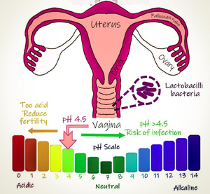Tiras de prueba de pH <span class=keywords><strong>Vaginal</strong></span>, Monitor de higiene, equilibrio <span class=keywords><strong>Vaginal</strong></span> femenino - Product Image 4