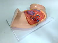 Modelo Anatómico de Perineo Femenino Ginecológico, Maniquí de Enseñanza de Ciencias Médicas, Equipo Educativo de PVC para el Aprendizaje, CE/ISO