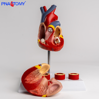 Modelo vascular de trombo de corazón de tamaño natural, simulación de enseñanza de PVC anatómicamente disecable