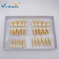 Modelo Anatómico Dental Ampliado, Modelo Humano de Dientes Permanentes Dobles, Ayuda Didáctica para la Enseñanza de Ciencias Médicas y Biológicas