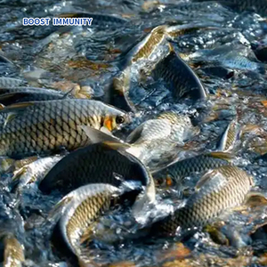 Suplemento Nutricional para Acuicultura y Alivio del Estrés - Calcio/Magnesio + Probióticos + Aminoácidos - Aumenta la Supervivencia y la Absorción de Alimentos - Product Image 6