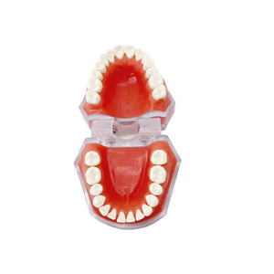 Materiales dentales, modelo de dientes desmontable, encías blandas, totalmente desmontable, para aprender y practicar la extracción de dientes, modelo 1:1. - Product Image 1
