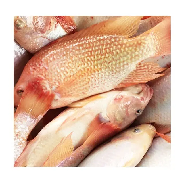 Marisco fresco congelado rojo Tilapia pescado pargo rojo Tilapia pescado rojo de los compradores