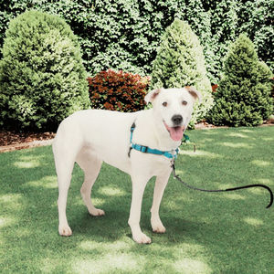 <span class=keywords><strong>Deluxe</strong></span> hewan peliharaan aman nilon pelatihan anjing <span class=keywords><strong>Harness</strong></span> bantalan nyaman reflektif untuk visibilitas cahaya rendah pola cetak bulu - Product Image 3