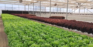 Bac de plantation hydroponique NFT, gouttière NFT en <span class=keywords><strong>PVC</strong></span> résistant aux UV pour l'agriculture verticale commerciale - Product Image 3