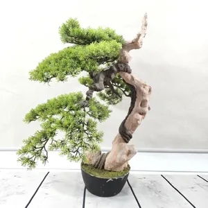 Exquisite bonsai tree kit to Dazzle Up Your Décor 