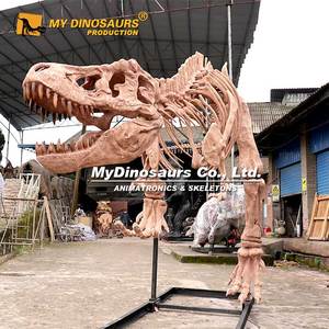 ผลิตภัณฑ์นิทรรศการไดโนเสาร์ <span class=keywords><strong>My</strong></span> Dino DS-<span class=keywords><strong>101</strong></span> รูปปั้นโครงกระดูกไดโนเสาร์ทีเร็กซ์ทำจากไฟเบอร์กลาส - Product Image 6