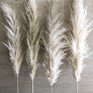 F-1404 Usine taille personnalisée <span class=keywords><strong>fleurs</strong></span> <span class=keywords><strong>séchées</strong></span> en gros sèche herbe <span class=keywords><strong>de</strong></span> la pampa <span class=keywords><strong>pour</strong></span> créer un cadre élégant - Product Image 5