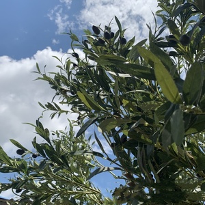 <span class=keywords><strong>Prix</strong></span> usine 3M 4M 5M bonne qualité grand <span class=keywords><strong>olivier</strong></span> artificiel grands oliviers verts Faux pour la <span class=keywords><strong>d</strong></span>écoration intérieure - Product Image 4