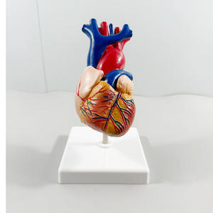 Modelo D de MAXCARE, Corazón Anatómico Ampliado y Desmontable de PVC, Equipo de Enseñanza Biológica, Estructura de Órgano Humano 1:1, para Escuelas de Medicina - Product Image 3