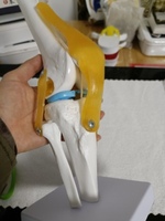 Modelo de hueso anatómico de la articulación de la rodilla humana de tamaño real 1:1, modelos de enseñanza de Anatomía de simulación para Ciencias médicas