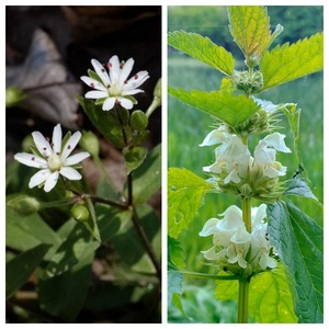 Phenmedipham 97% TC <strong>Herbicide</strong> CAS 13684-63-4 - Selective Post-emergence for Sugar Beet &amp; Spinach, Broadleaf - Product Image 2