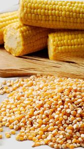 Granos de Maíz Naturales Secos, Amarillos y Blancos, Grano Entero, Orgánicos, Sin OMG, Para Hacer Palomitas, Cocinar, Hornear y Preparar Bocadillos - Product Image 5