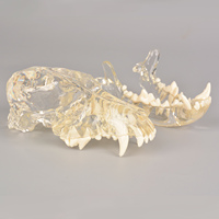 Modelo Anatómico Dental Transparente de Perro, Gato y Conejo con Material de PVC, Huichun Medical Science